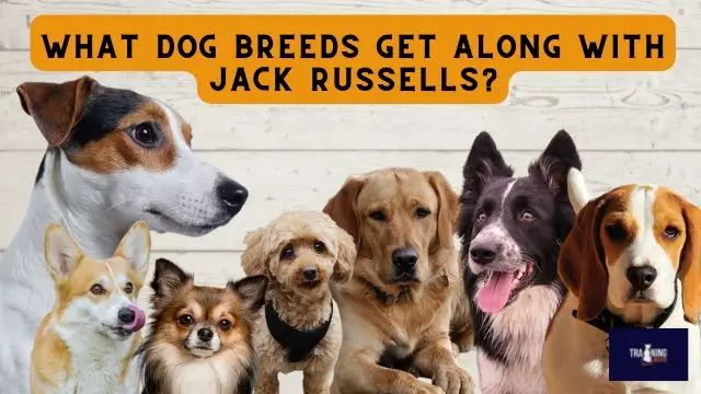 What dog breeds get along with Jack Russells?