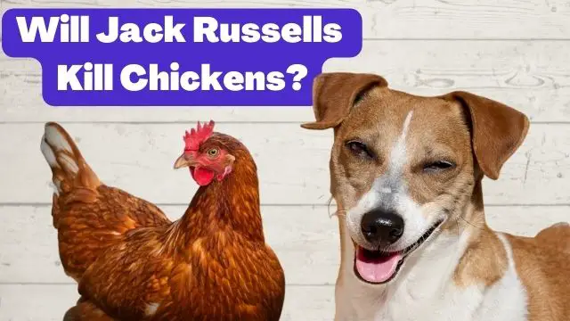 Will Jack Russells Kill Chickens?