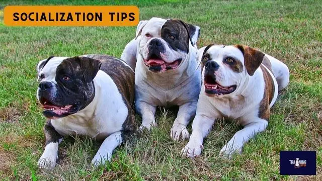American Bulldog Socialization Tips