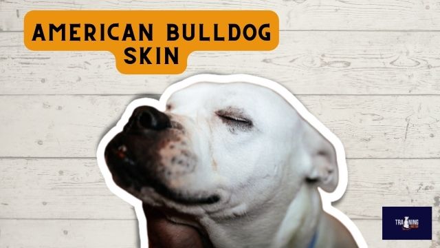 American bulldog skin
