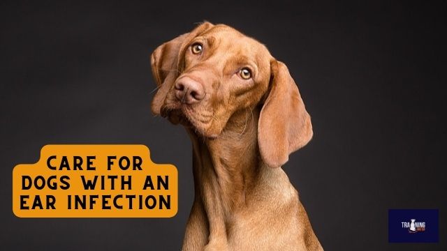 Ear Care for Dogs With an Ear Infection