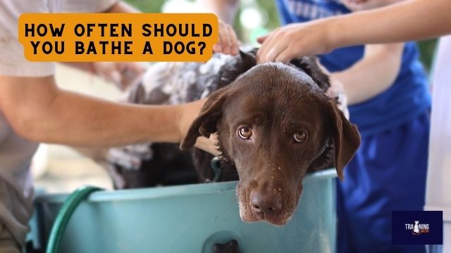How often should you bathe a Dog?