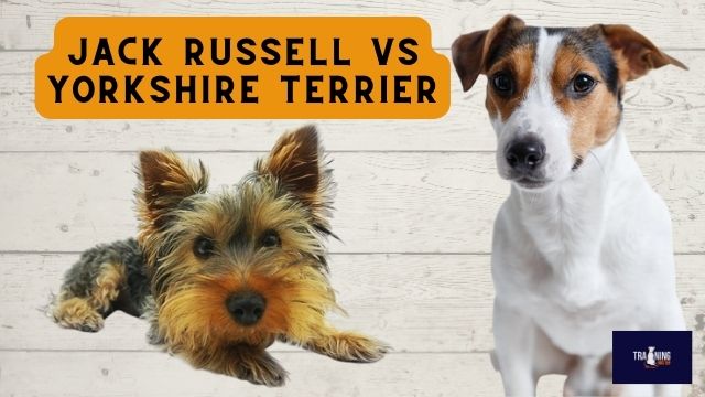 Jack Russell vs Yorkshire Terrier