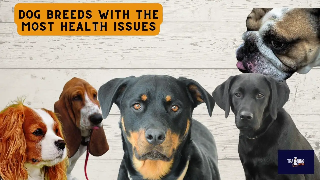 Dog Breeds With The Most Health Issues