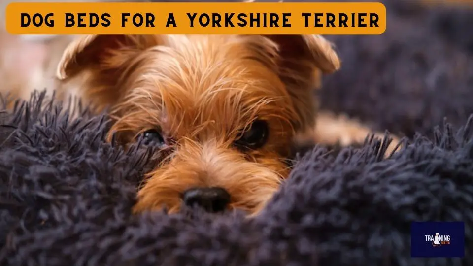 Amazing Dog Beds for a Yorkshire Terrier