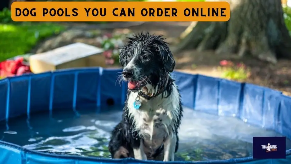 Dog Pools You Can Order Online