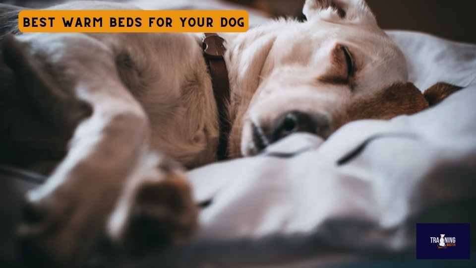 Best warm beds for your dog