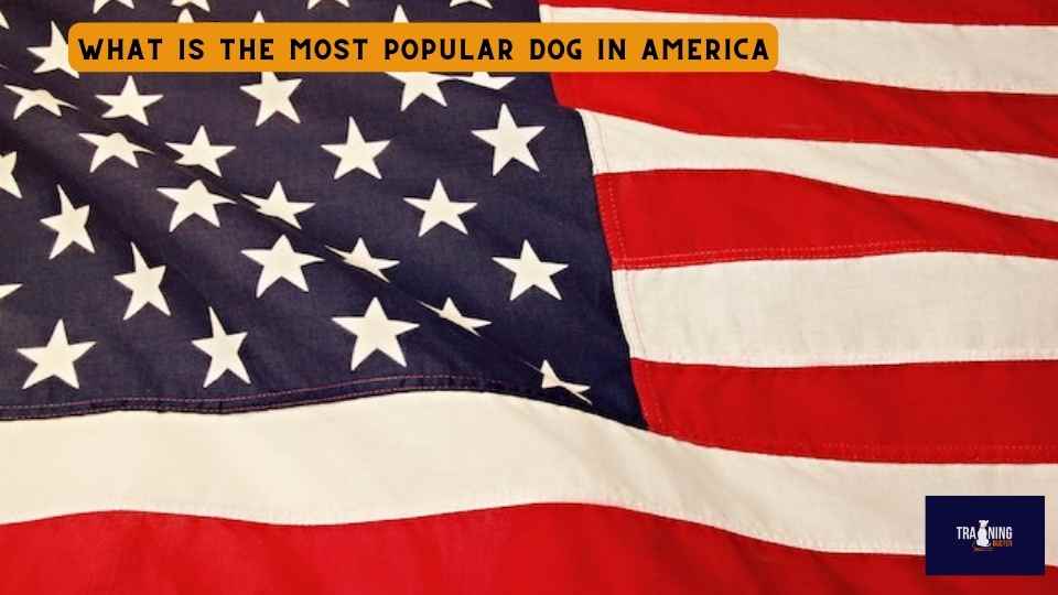 What is the most popular dog in America